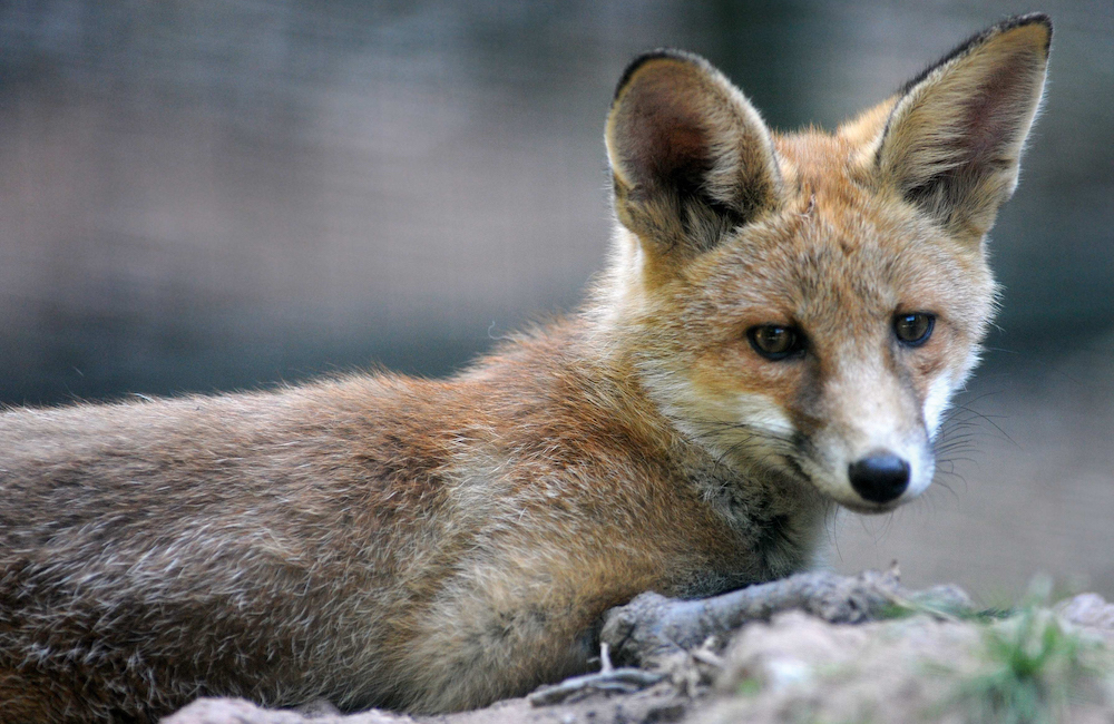 Wildpark Gersfeld 